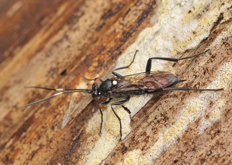 Ichneumonidae